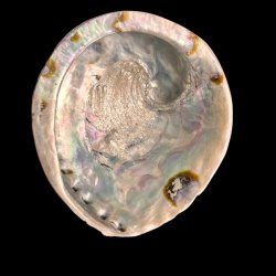 Paua / Abeloneskal til Energi og Renselse � Ca. 14,5 x 13 cm med Regnbuefarver (28)