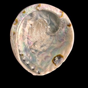 Paua / Abeloneskal til Energi og Renselse � Ca. 14,5 x 13 cm med Regnbuefarver (28)