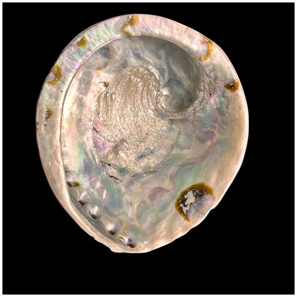 Paua / Abeloneskal til Energi og Renselse � Ca. 14,5 x 13 cm med Regnbuefarver (28)