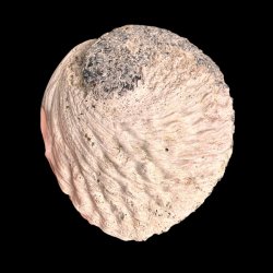 Paua / Abeloneskal til Energi og Renselse � Ca. 14,5 x 13 cm med Regnbuefarver (28)