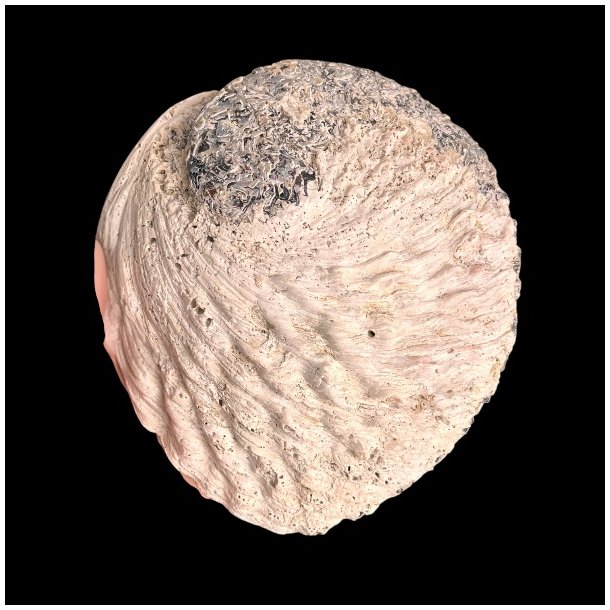 Paua / Abeloneskal til Energi og Renselse � Ca. 14,5 x 13 cm med Regnbuefarver (28)