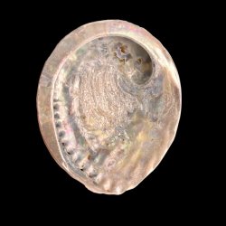 Paua / Abeloneskal til Energi og Renselse � Ca. 13 x 11 cm med Regnbuefarver (29)