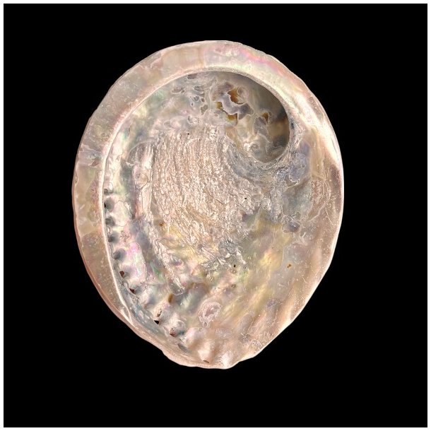 Paua / Abeloneskal til Energi og Renselse � Ca. 13 x 11 cm med Regnbuefarver (29)