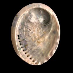 Paua / Abeloneskal til Energi og Renselse � Ca. 13 x 10,5 cm med Regnbuefarver (31)