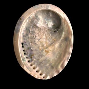 Paua / Abeloneskal til Energi og Renselse � Ca. 13 x 10,5 cm med Regnbuefarver (31)