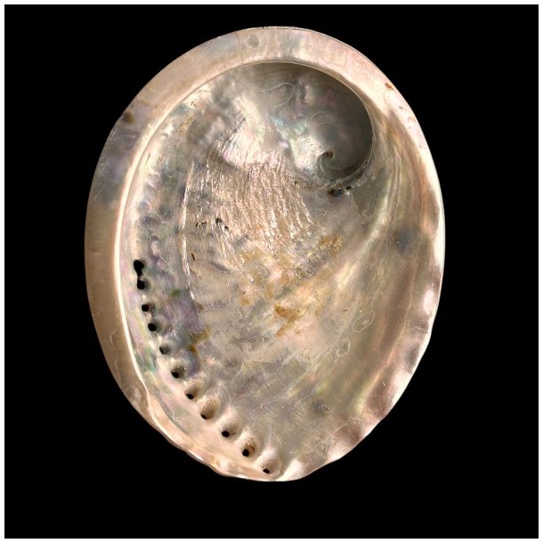 Paua / Abeloneskal til Energi og Renselse � Ca. 13 x 10,5 cm med Regnbuefarver (31)