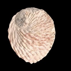 Paua / Abeloneskal til Energi og Renselse � Ca. 13 x 10,5 cm med Regnbuefarver (31)