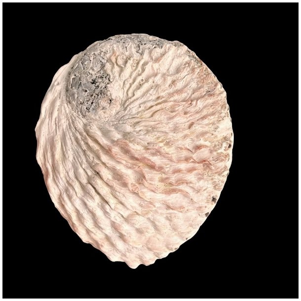 Paua / Abeloneskal til Energi og Renselse � Ca. 13 x 10,5 cm med Regnbuefarver (31)