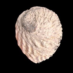 Paua / Abeloneskal til Energi og Renselse � Ca. 13,2 x 11 cm med Regnbuefarver (20)