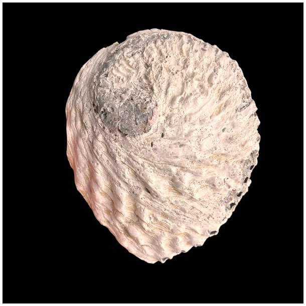 Paua / Abeloneskal til Energi og Renselse � Ca. 13,2 x 11 cm med Regnbuefarver (20)