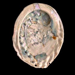 Paua / Abeloneskal til Energi og Renselse � Ca. 13 x 10,2 cm med Regnbuefarver (21)