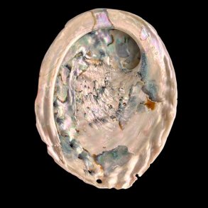 Paua / Abeloneskal til Energi og Renselse � Ca. 13 x 10,2 cm med Regnbuefarver (21)