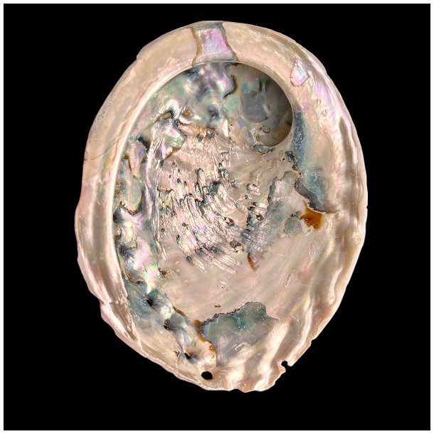 Paua / Abeloneskal til Energi og Renselse � Ca. 13 x 10,2 cm med Regnbuefarver (21)