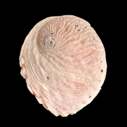 Paua / Abeloneskal til Energi og Renselse � Ca. 13 x 10,2 cm med Regnbuefarver (21)