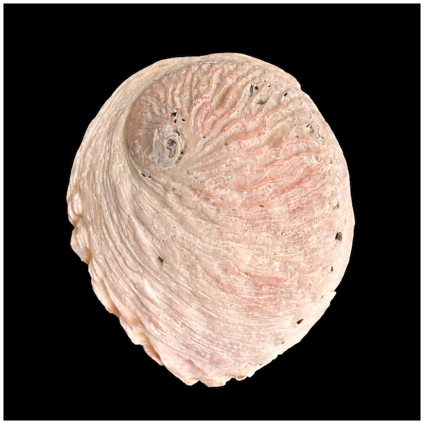 Paua / Abeloneskal til Energi og Renselse � Ca. 13 x 10,2 cm med Regnbuefarver (21)