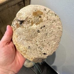 Den r�, lyse og naturlige yderside af en abeloneskal holdt i en h�nd for at vise den autentiske struktur.