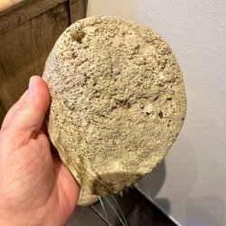 Den r� og naturlige, lysegr� yderside af en �gte abeloneskal holdt i h�nden mod en lys baggrund.