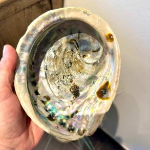 En person holder en stor abeloneskal i h�nden for at vise sk�lens dybde og dens iriserende perlemorsinderside frem.