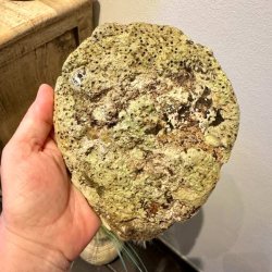 Bagsiden af en naturlig abeloneskal holdt op i en h�nd for at vise den autentiske, r� og nubrede struktur fra havet.