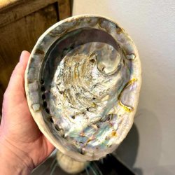 Paua / Abeloneskal til Energi og Renselse � Ca. 16 x 13 cm med Regnbuefarver (45)