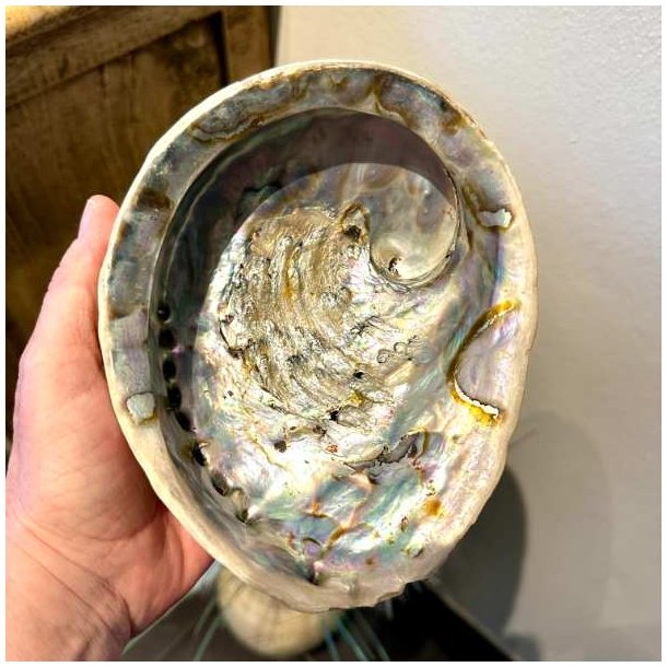 Paua / Abeloneskal til Energi og Renselse � Ca. 16 x 13 cm med Regnbuefarver (45)