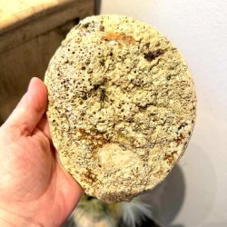 Paua / Abeloneskal til Energi og Renselse � Ca. 16 x 13 cm med Regnbuefarver (45)