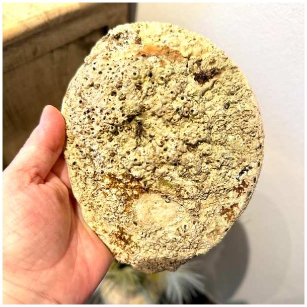 Paua / Abeloneskal til Energi og Renselse � Ca. 16 x 13 cm med Regnbuefarver (45)