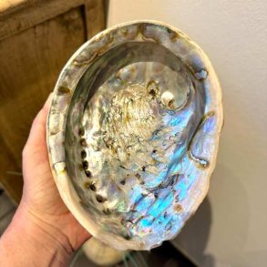 Paua / Abeloneskal til Energi og Renselse � Ca. 16 x 13 cm med Regnbuefarver (45)