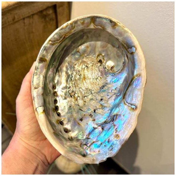Paua / Abeloneskal til Energi og Renselse � Ca. 16 x 13 cm med Regnbuefarver (45)
