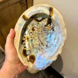 N�rbillede af en paua-skal holdt op i lyset for at fange det naturlige perlemorssk�r og de lyse, glitrende nuancer.