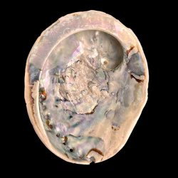 Paua / Abeloneskal til Energi og Renselse � Ca. 13,5 x 11 cm med Regnbuefarver (23)