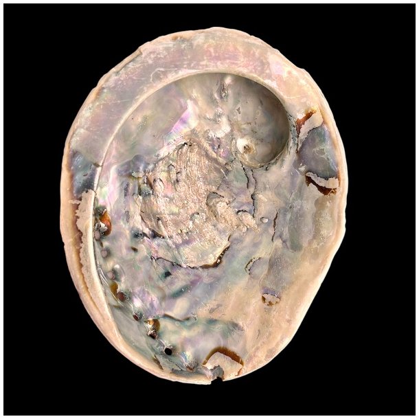 Paua / Abeloneskal til Energi og Renselse � Ca. 13,5 x 11 cm med Regnbuefarver (23)