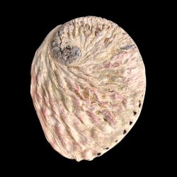 Paua / Abeloneskal til Energi og Renselse � Ca. 13,5 x 11 cm med Regnbuefarver (23)