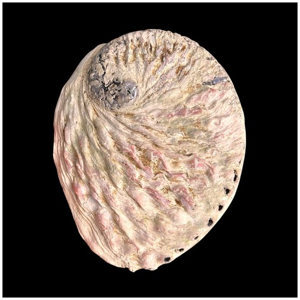 Paua / Abeloneskal til Energi og Renselse � Ca. 13,5 x 11 cm med Regnbuefarver (23)