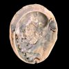 Paua / Abeloneskal til Energi og Renselse � Ca. 14,5 x 11,7 cm med Regnbuefarver (24)