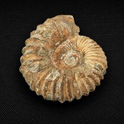 �gte ammonit fossil fra Madagaskar med tydelig spiralstruktur og naturlige fossile detaljer &ndash; unikt samlerfossil.
