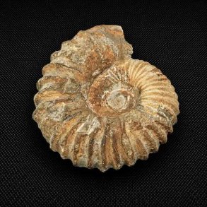 �gte ammonit fossil fra Madagaskar med tydelig spiralstruktur og naturlige fossile detaljer &ndash; unikt samlerfossil.