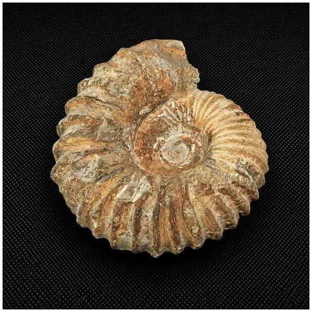 �gte ammonit fossil fra Madagaskar med tydelig spiralstruktur og naturlige fossile detaljer &ndash; unikt samlerfossil.
