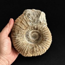 �gte Douvilleiceras ammonit holdt i h�nden som viser fossilens st�rrelse, v�gt og imponerende naturlige detaljer.