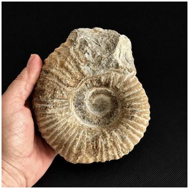 �gte Douvilleiceras ammonit holdt i h�nden som viser fossilens st�rrelse, v�gt og imponerende naturlige detaljer.