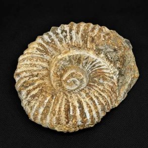 �gte ammonit fossil (Douvilleiceras) fra Madagaskar p� 13 x 11,2 cm og 1280 gram med smuk spiralstruktur og flotte naturlige detaljer.