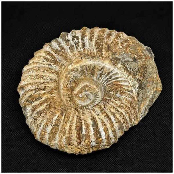 �gte ammonit fossil (Douvilleiceras) fra Madagaskar p� 13 x 11,2 cm og 1280 gram med smuk spiralstruktur og flotte naturlige detaljer.