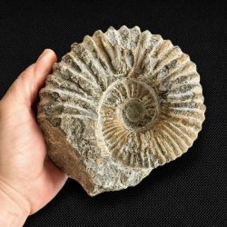 Ammonit fossil fra Madagaskar vist i h�nden som st�rrelsesreference med tydelig spiral og naturlige detaljer.