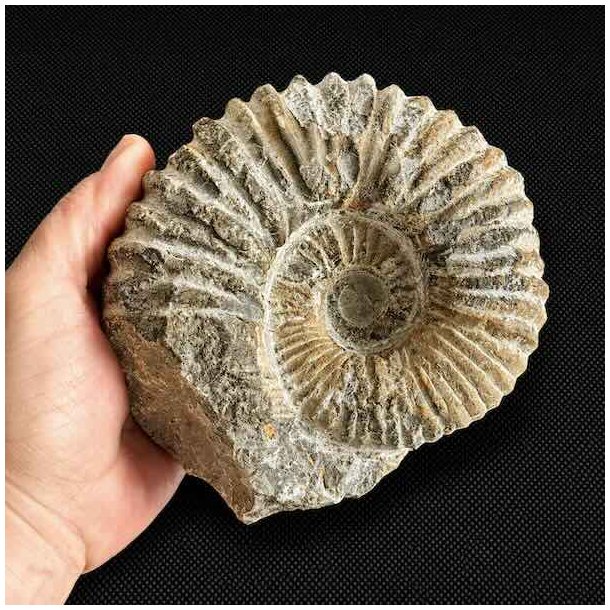 Ammonit fossil fra Madagaskar vist i h�nden som st�rrelsesreference med tydelig spiral og naturlige detaljer.