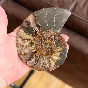 Unik Ammonit Fossil � Naturlig Spiralenergi � 11 x 9,5 cm