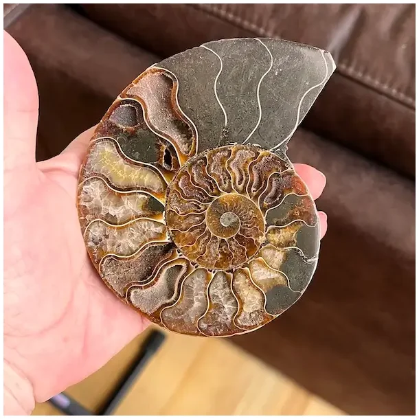 Unik Ammonit Fossil � Naturlig Spiralenergi � 11 x 9,5 cm