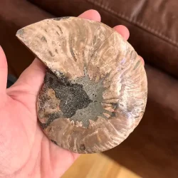 Unik Ammonit Fossil � Naturlig Spiralenergi � 11 x 9,5 cm