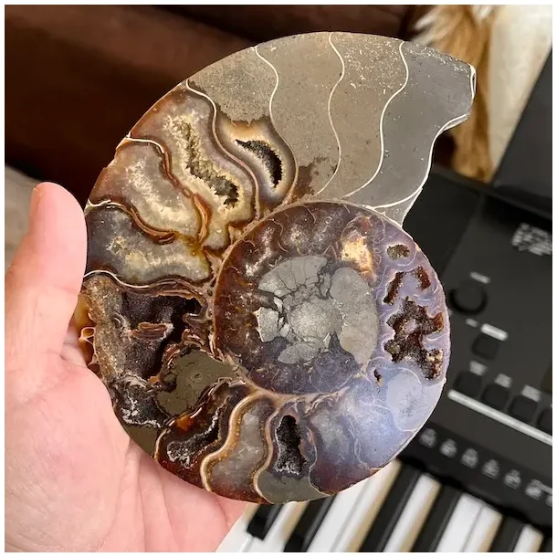 Unik Poleret Ammonit Fossil 13 x 10,5 cm  ldgammel Skat til Dekoration &amp; Healing (A)