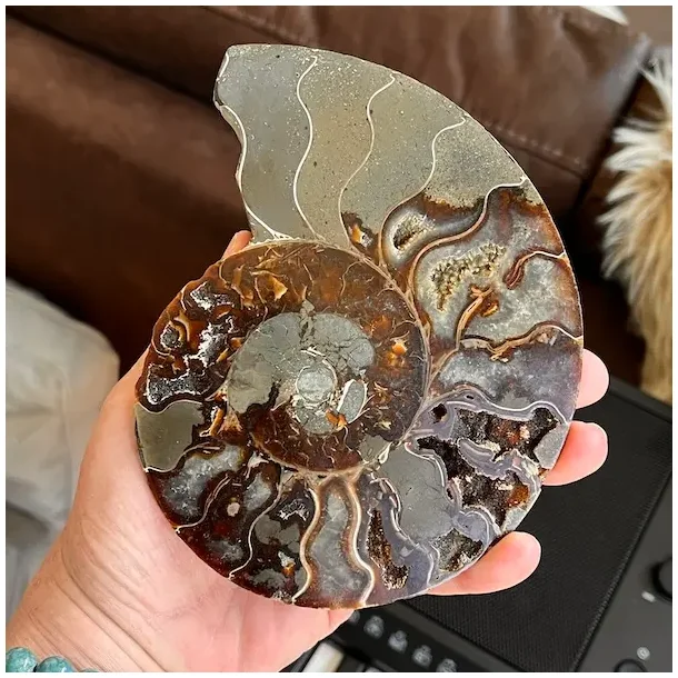 Unik Poleret Ammonit Fossil 13,3 x 10,2 cm  ldgammel Skat til Dekoration &amp; Healing (F)