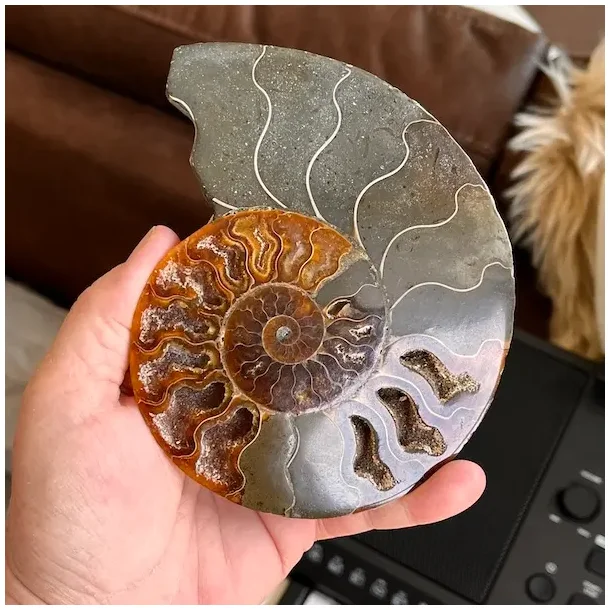 Unik Poleret Ammonit Fossil 12,1 x 10,2 cm  ldgammel Skat til Dekoration &amp; Healing (H)